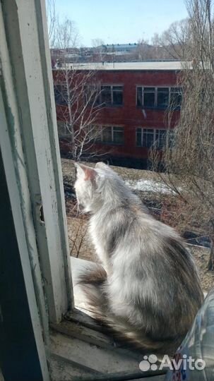 Сибирская кошка
