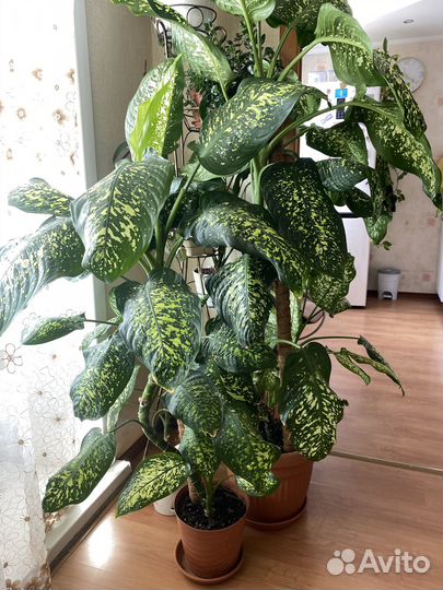 Комнатные цветы