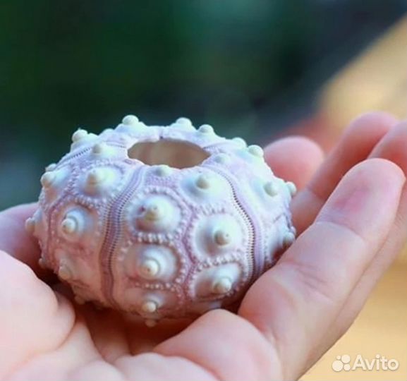 Панцирь морского ежа