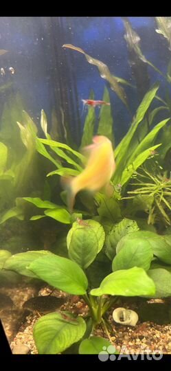 Креветки пресноводные-Вишня