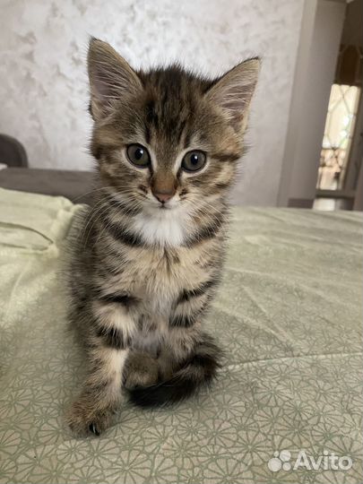 Кошечка 1,5 месяца