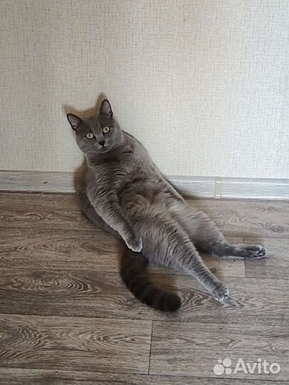Котик наполовину британец