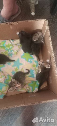 Котята в дар