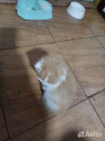 Котята