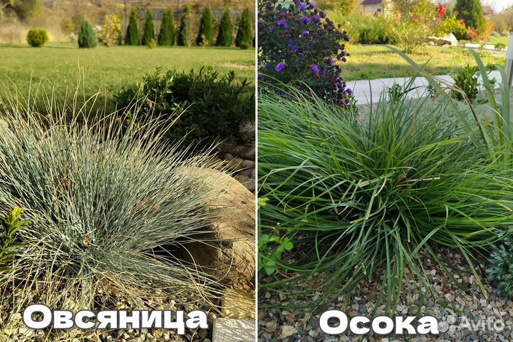 Сантолина,астра,флоксы,хризантема,барвинок