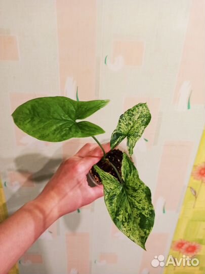 Сингониумы