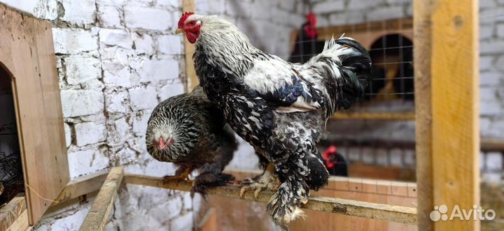 Инкубационное яйцо породной птицы