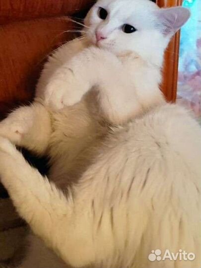 Котик 1,2 г метис британки и ангорского кота