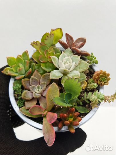 Красивые суккуленты 12