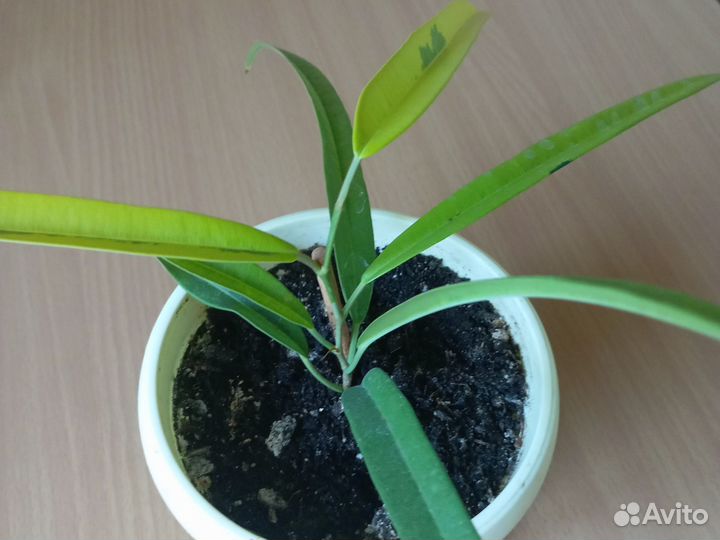 Фикус Али Амстел голд