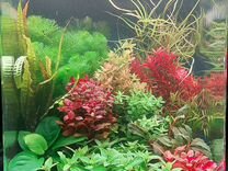 Аквариумные растения и рыбы