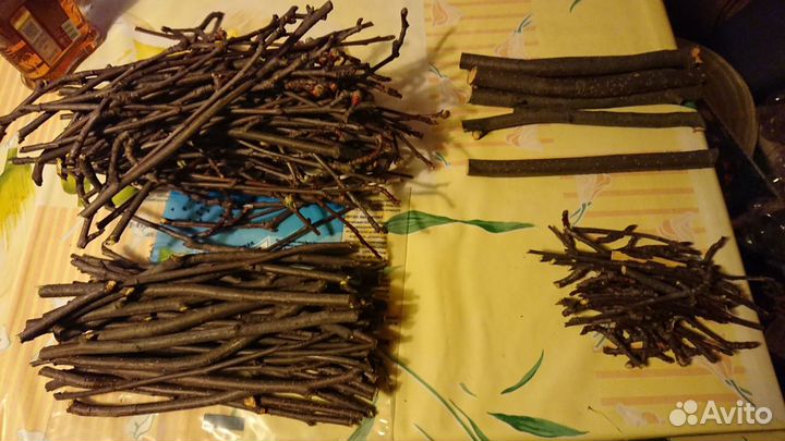 Веточки яблони для грызунов (кролика шиншилл и др)