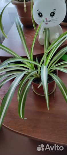 Хлорофитум