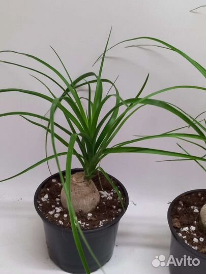 Бокарнея нолина