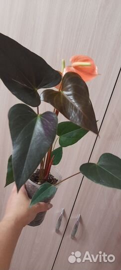 Антуриум рейнбоу чемпион