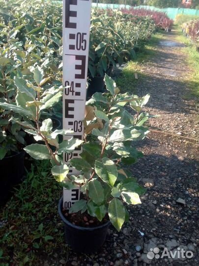 Лох Super Compacta