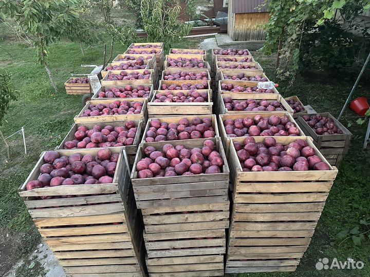 Яблоки джеромини