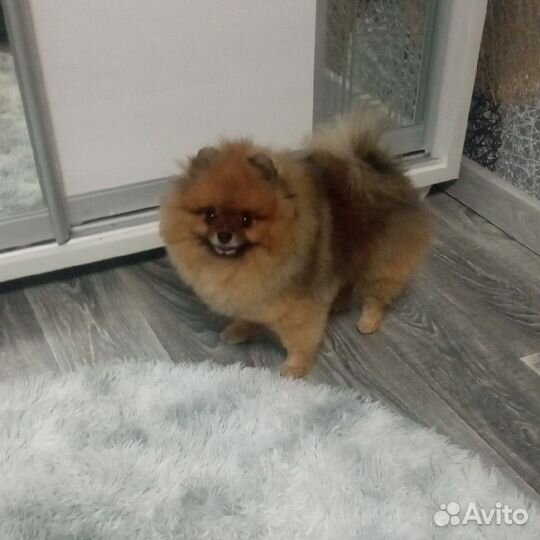 Мини шпиц вязка