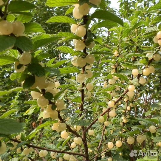 Вишня сортовая из питомника растений