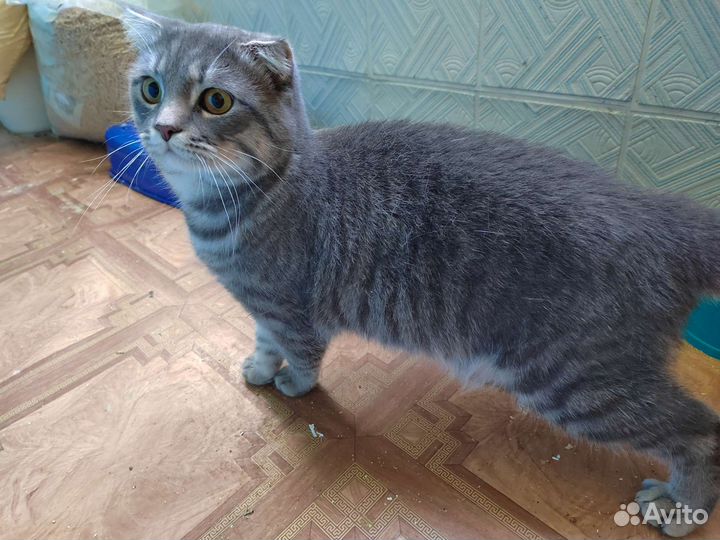 Шотландский вислоухий кот бесплатно в добрые руки