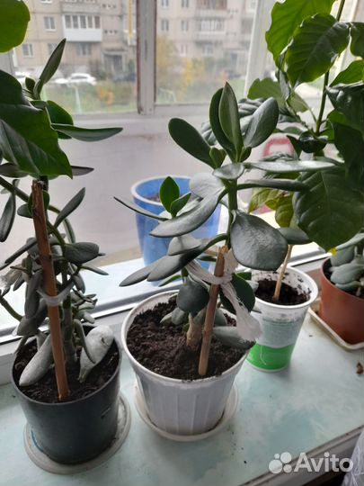 Комнатные цветы