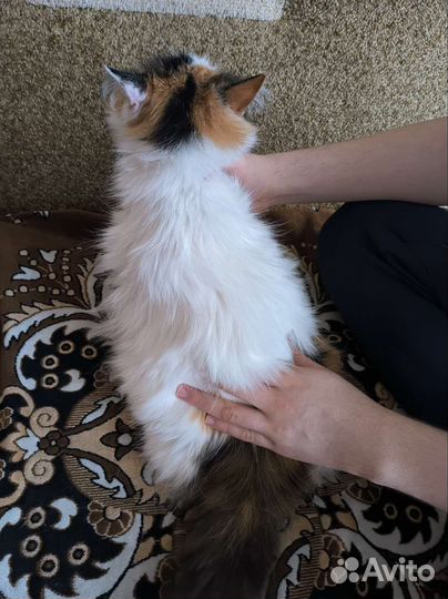 Розочка ищет дом