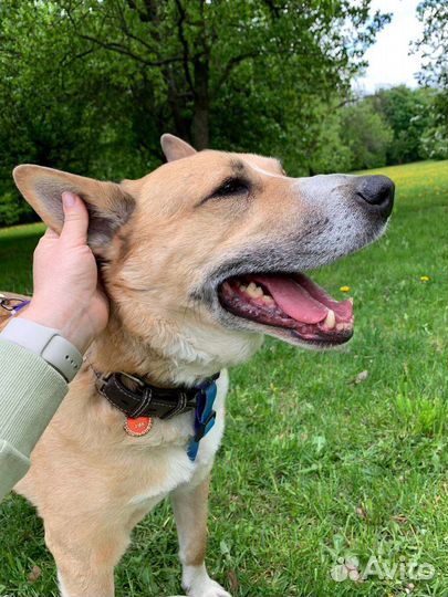 Собака в добрые руки