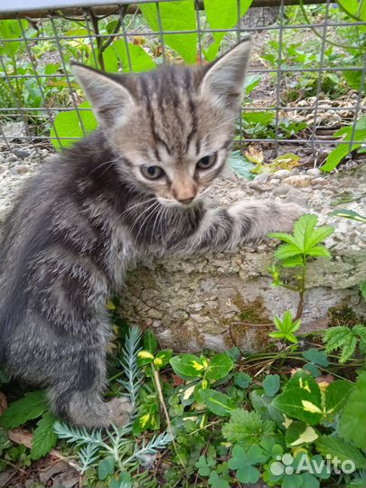 Котёнок-мальчик