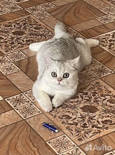 Британский котик