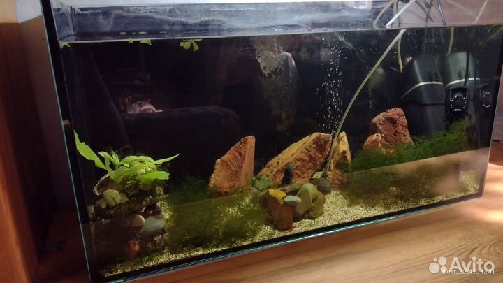 Тетрадон Фахака