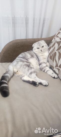 Кот на вязку шотландский вислоухий