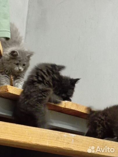 Котята мейн-кун