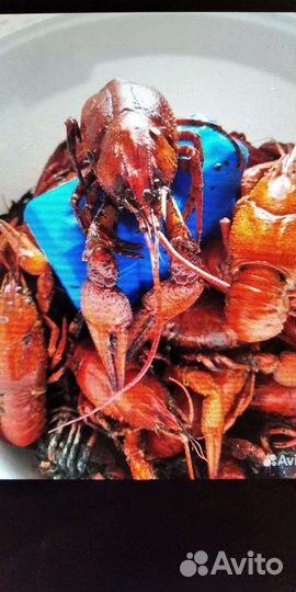 Раки живые и варёные, вяленая рыба