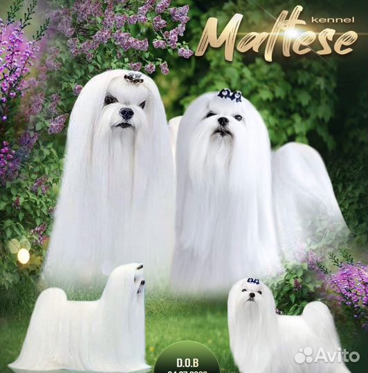 Мальтезе мальчик
