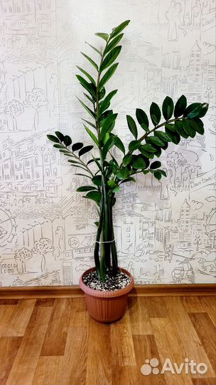 Замиокулькас долларовое дерево