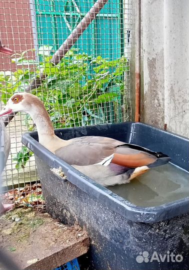 Нильские гуси двух,трёхлетние, огарь 3-лет, пишите