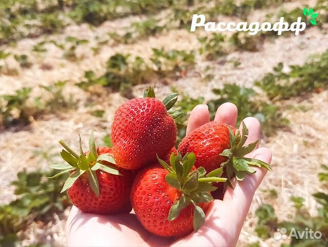 Рассада клубники. Крупная ягода