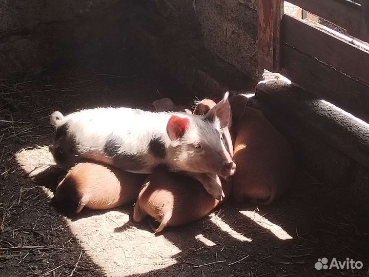 Поросята дюрок, и русская