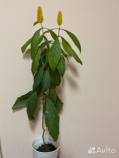 Пахистахис желтый