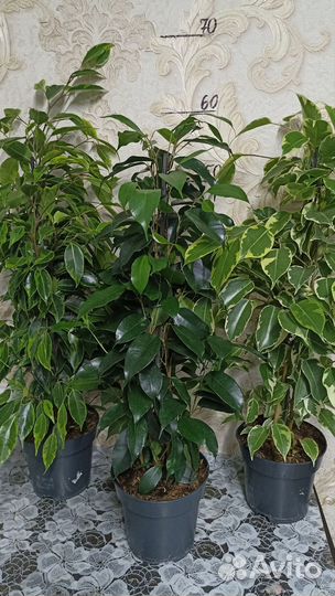 Фикусы в ассортименте