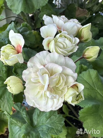 Пеларгония герань Алиенора Аквитанская, Профитроль