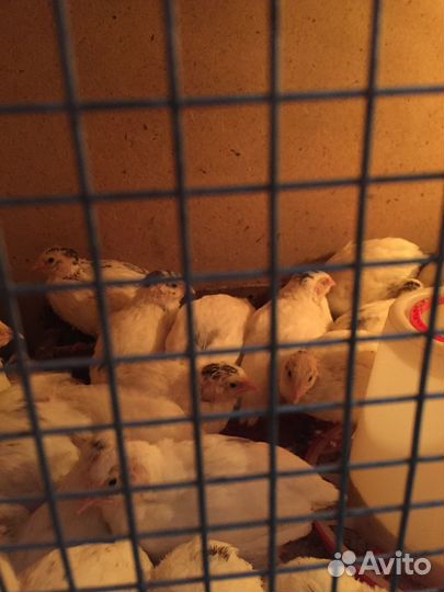 Перепела породы Техас, Феникс