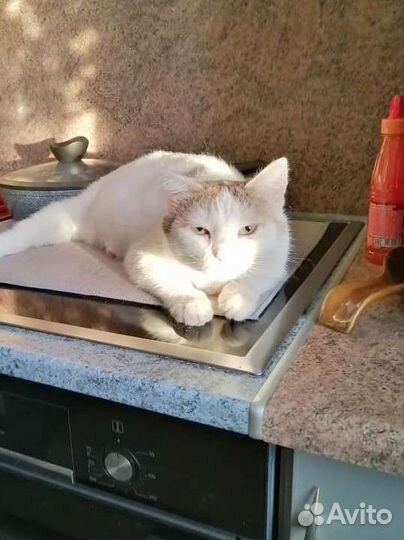 Кошка в дар