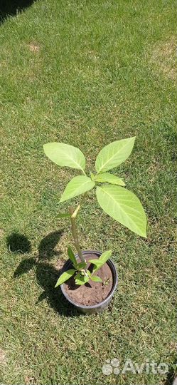 Бругмансия в горшке