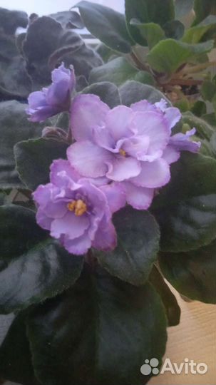 Сортовые фиалки