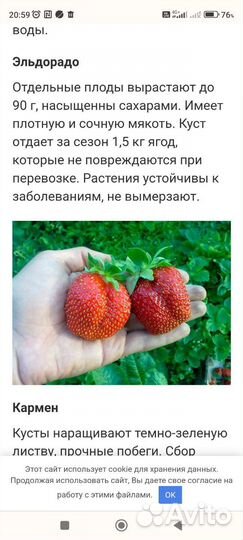 Рассада клубники