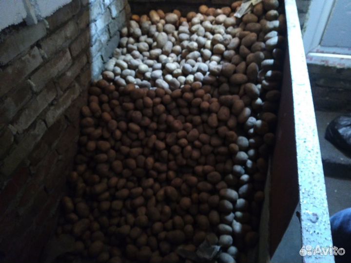Продам картофель