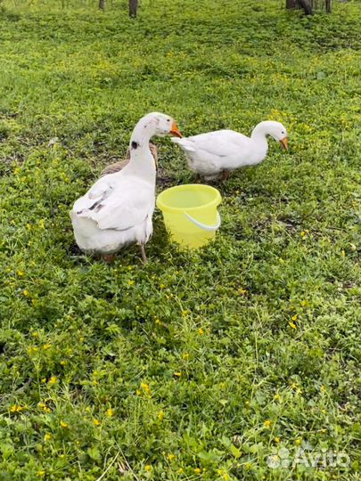 Гусь или яйцо