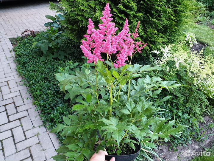 Сортовые астильбы