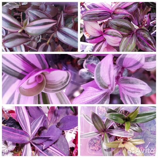 Каллизии традесканции эписции плектрантусы